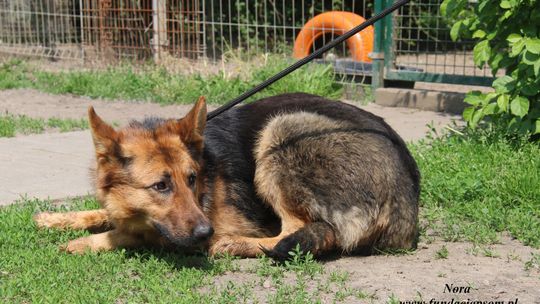 NORA – Nie kupuj, adoptuj!