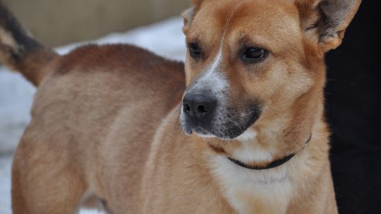 NORBI – Nie kupuj, adoptuj!