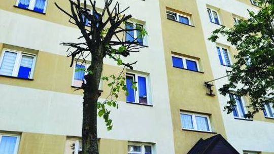 OKALECZYLI DRZEWO I TYLE