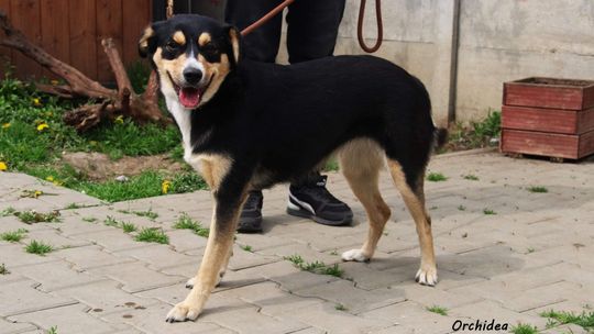 ORCHIDEA – Nie kupuj, adoptuj!