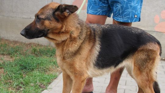 OSA – Nie kupuj, adoptuj!