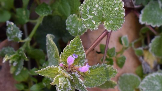 OSTRZEŻENIE O PRZYMROZKACH