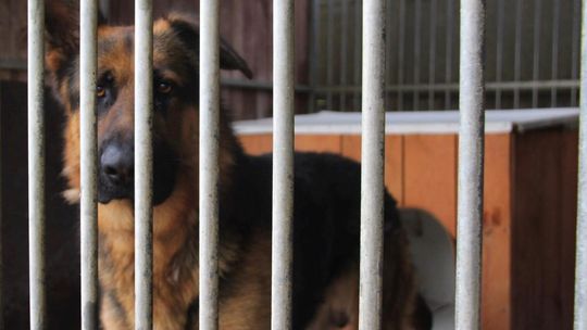 PAX – Nie kupuj, adoptuj!
