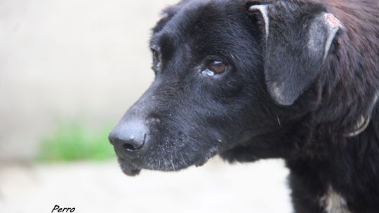 PERRO – Nie kupuj, adoptuj!