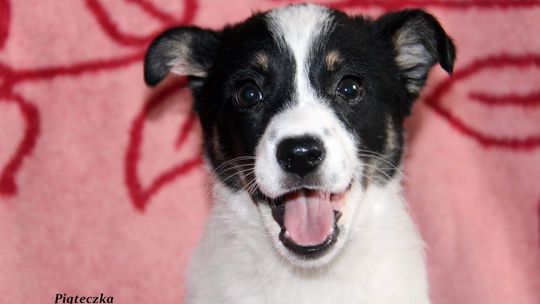 PIĄTECZKA – Nie kupuj, adoptuj!