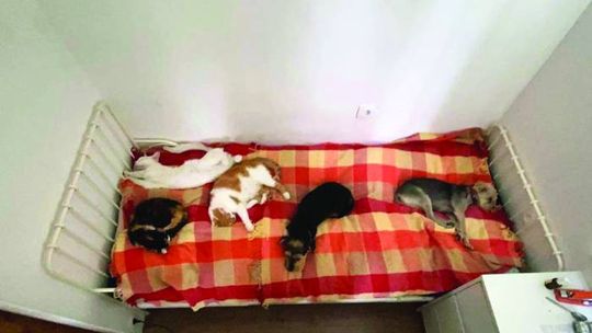 PIES MA OPIEKUNA, KOT MA NIEWOLNIKA