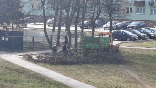 Piły znów poszły w ruch!