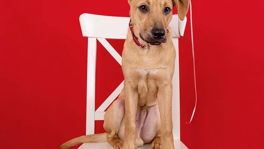 PIXEL – Apeluję o adopcję zwierząt ze schroniska!