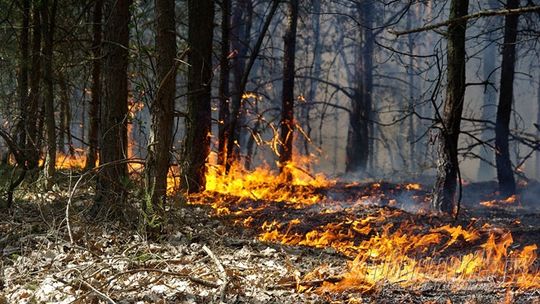 PO SĄSIEDZKU/ NIEPORĘT. Pożar części samochodowych w lesie w Wólce Radzymińskiej