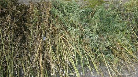 POLICJANCI ZLIKWIDOWALI PLANTACJĘ KONOPI