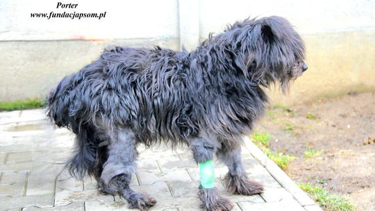 PORTER – Nie kupuj, adoptuj!