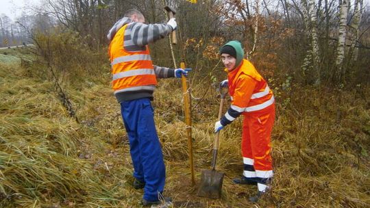 Posadzili 84 drzewa i 300 krzewów