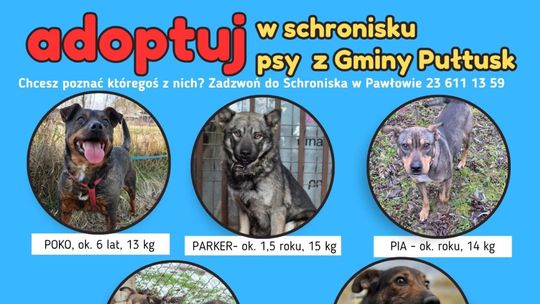 Psy czekają na dom – adoptuj przyjaciela z gminy Pułtusk Psy czekają na dom – adoptuj przyjaciela z gminy Pułtusk