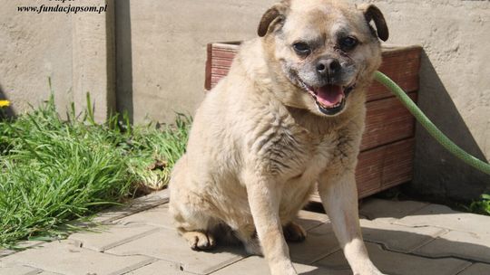 PULPET – Nie kupuj, adoptuj!