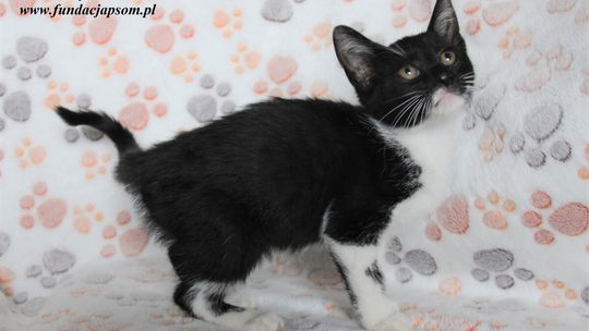 PYSIA – Nie kupuj, adoptuj!