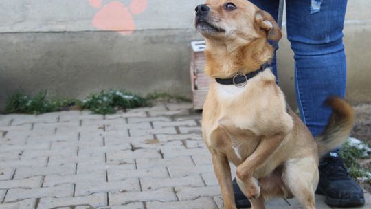 RUDZIK – Nie kupuj, adoptuj!