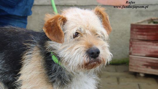RUFUS – Nie kupuj, adoptuj!