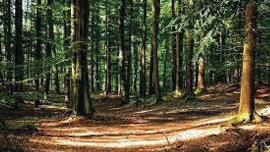 Rusza pomoc na inwestycje w lasach prywatnych