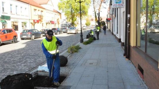 Sadzą drzewa