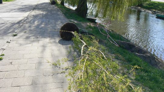 Sadzą wierzby