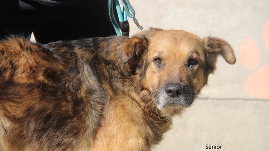 SENIOR – Nie kupuj, adoptuj!