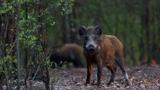 SEROCK. Dzik wbiegł na ulicę i skasował Audi