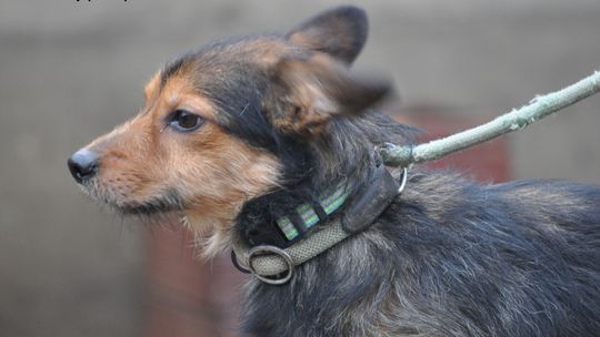 SOREL – Nie kupuj, adoptuj!