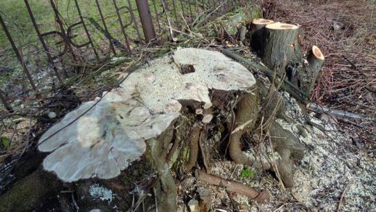 Stanowisko Klubu Radnych Prawo i Sprawiedliwość w sprawie nadmiernej wycinki drzew na terenie Gminy Pułtusk