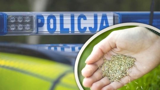 Stracił blisko 2 tysiące chcąc zakupić nasiona trawy