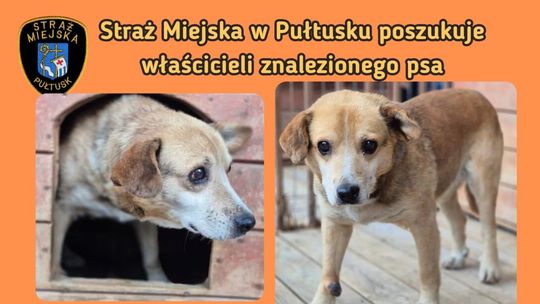 Straż Miejska w Pułtusku poszukuje właściciela psa