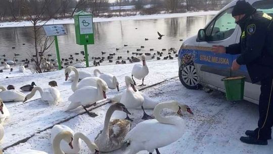 Strażnicy dokarmiają łabędzie