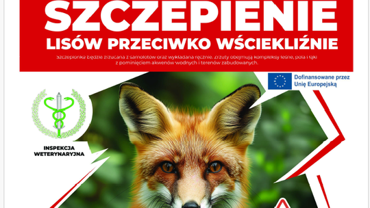 Szczepienie lisów przeciwko wściekliźnie