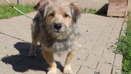 TEDI – Nie kupuj, adoptuj!