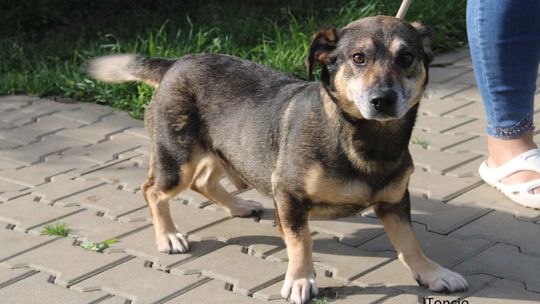 TONCIO – Nie kupuj, adoptuj!