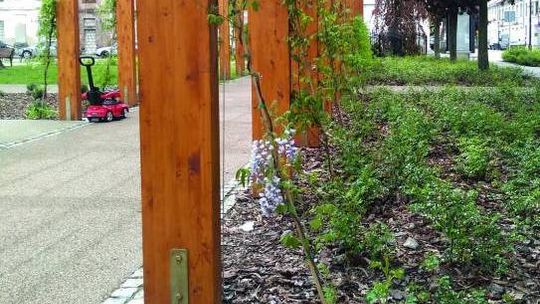 Trująca glicynia przy placu zabaw – i co dalej?