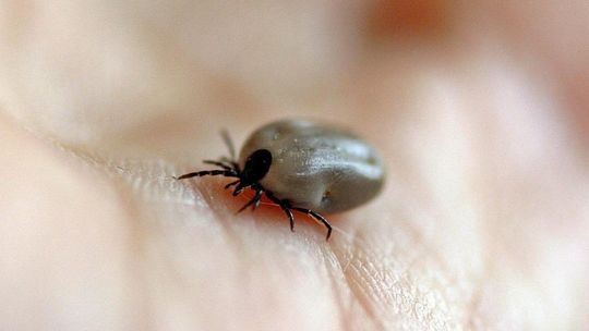 Usunąłeś kleszcza ze skóry? Naukowcy UW mogą zbadać go pod kątem krętków boreliozy