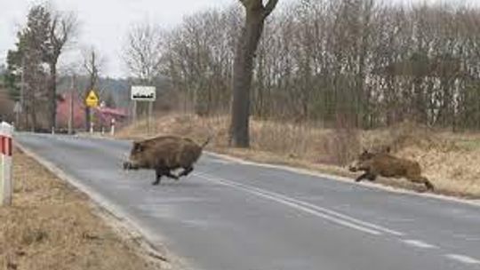 UWAGA NA DZIKIE ZWIERZĘTA!