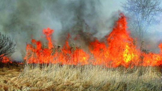 Wypalanie traw grozi utratą dopłat