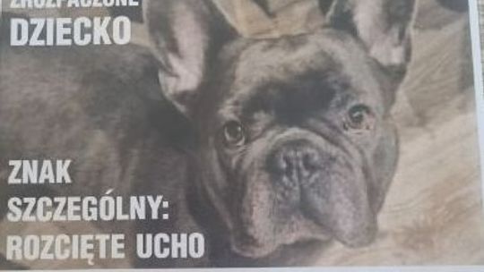 ZAGINĄŁ PIES! NAGRODA 15 000 zł