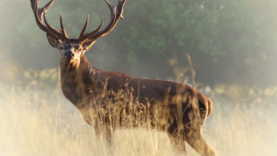 Zaproszenie na II HUBERTUS PUŁTUSKI