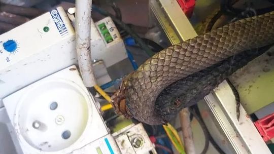 Zaskroniec dostał się do instalacji