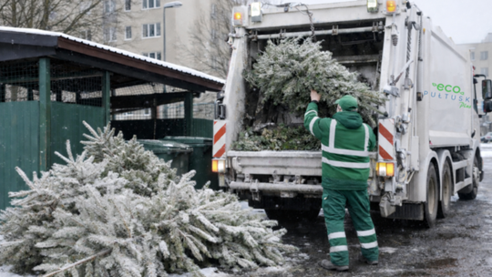 Zbiórka poświątecznych choinek