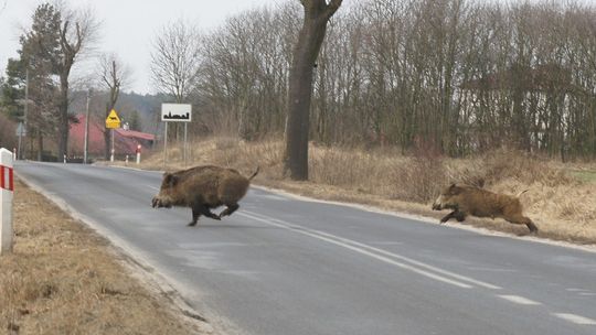 Zderzenia z dziką zwierzyną na drogach powiatu