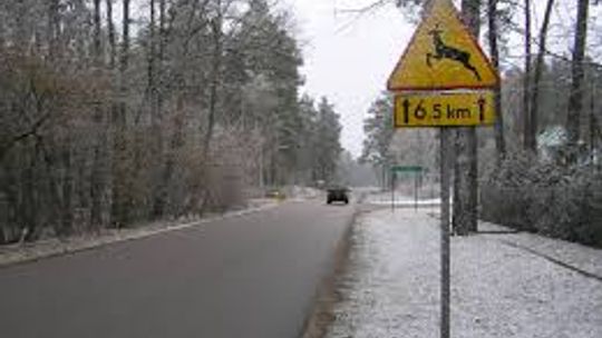 Zderzenie z sarną
