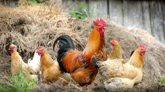 ZDROWIE. Konsumentom mięsa drobiowego nie grozi żadne niebezpieczeństwo