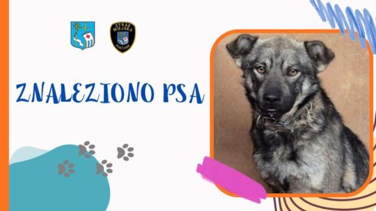 Znaleziono psa
