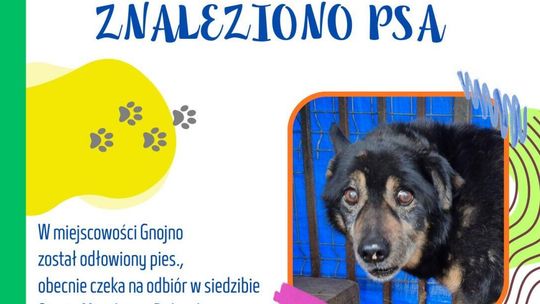 Znaleziono psa