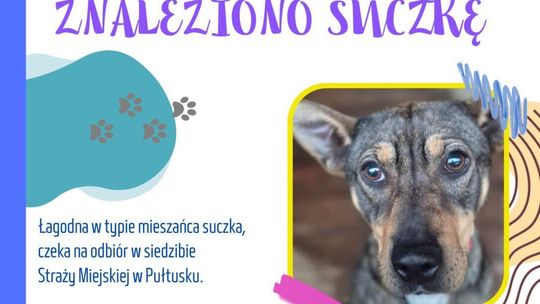 Znaleziono suczkę