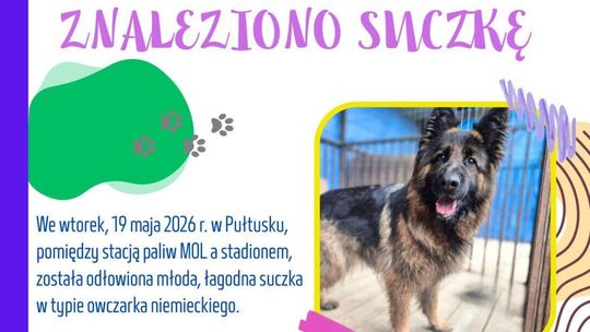 Znaleziono suczkę