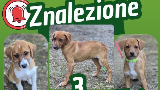 Znaleziono trzy szczenięta w Szygówku – szukamy właściciela lub nowych domów